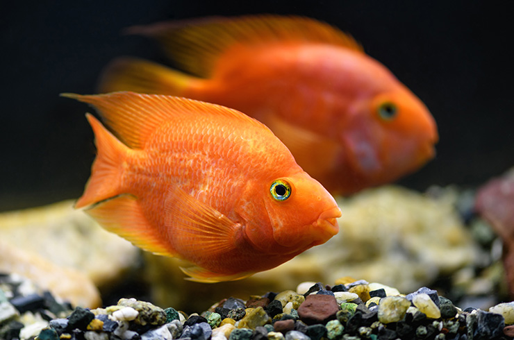 Совместимость аквариумных рыбок: кого и с кем поселить 4 совместимость
