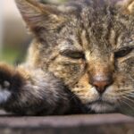 Как узнать вывелись ли глисты у кошки 4