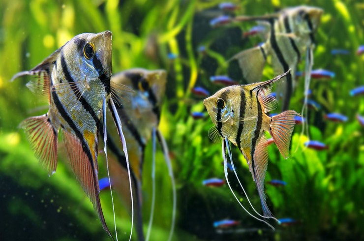 Совместимость аквариумных рыбок: кого и с кем поселить 3 совместимость