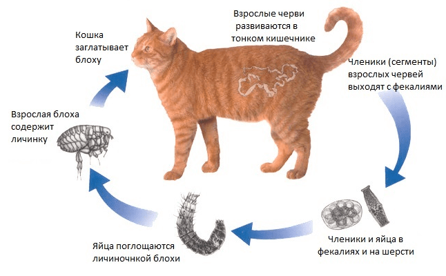 Как узнать вывелись ли глисты у кошки 1 глисты
