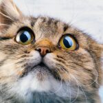 Как успокоить кота после стресса: несколько советов 16 Катя Жужа