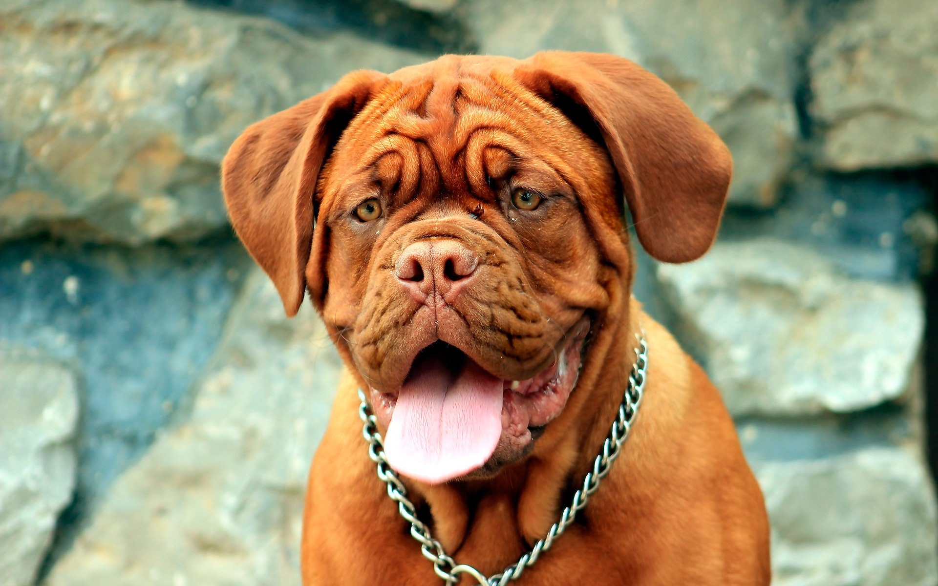 Брахицефальные породы собак: признаки и особенности 2 Брахицефальные породы собак