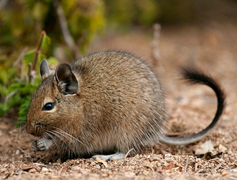 Продолжительность жизни грызунов: сколько живут грызуны? Продолжительность жизни грызунов: сколько живут грызуны?