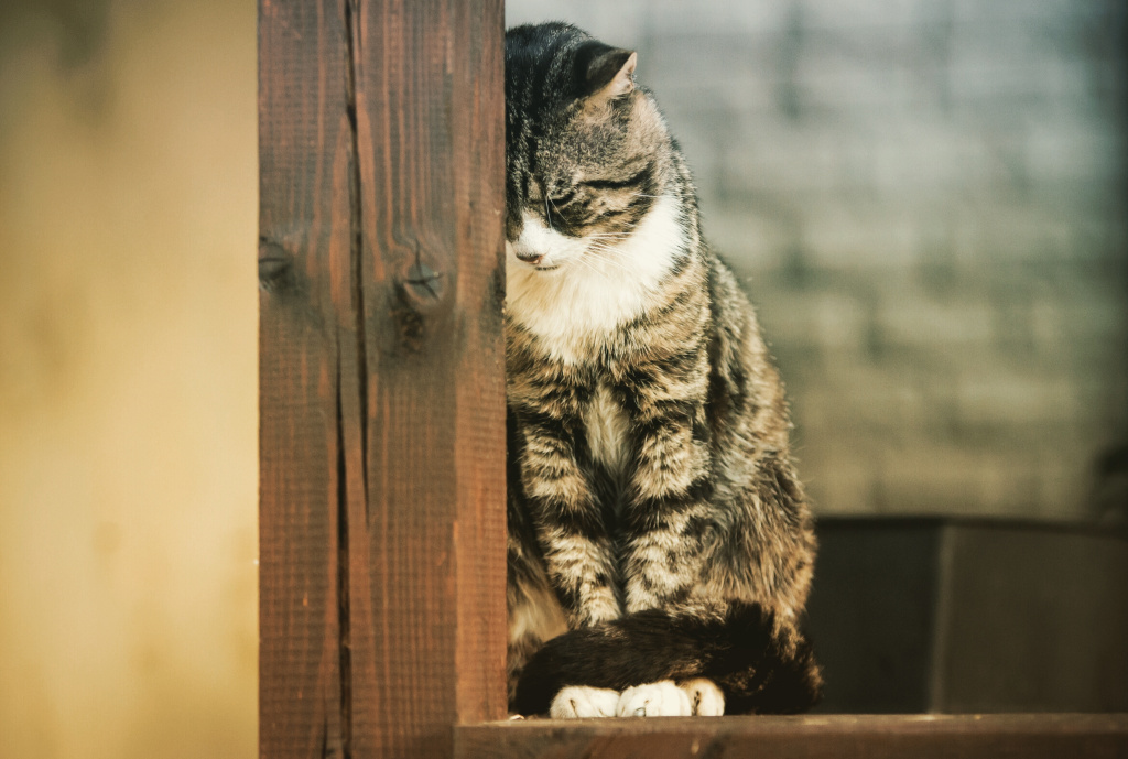 Как успокоить кота после стресса: несколько советов 2 кот