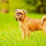 Брахицефальные породы собак: признаки и особенности 16