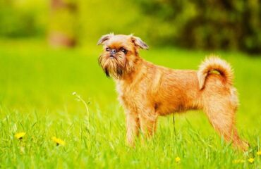 Брахицефальные породы собак: признаки и особенности