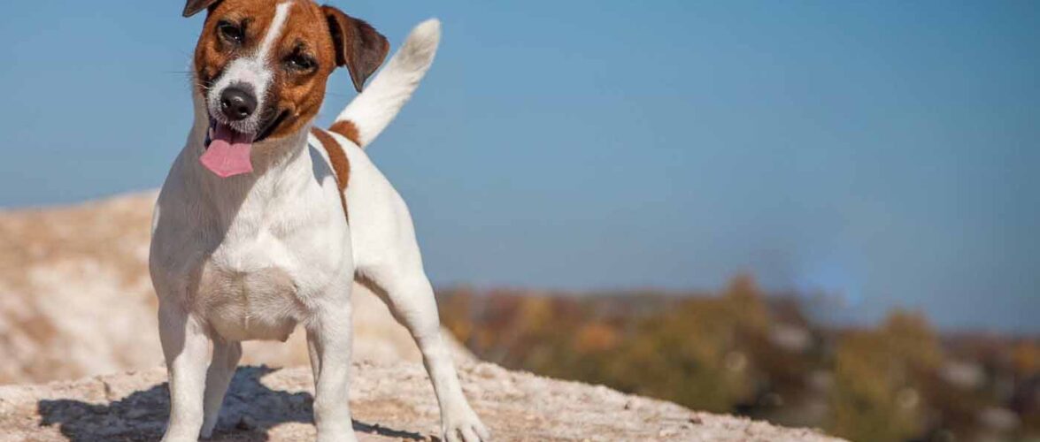 Jack Russell Terrier: all about a skilled hunter