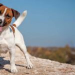 Jack Russell Terrier: all about a skilled hunter 8 movies