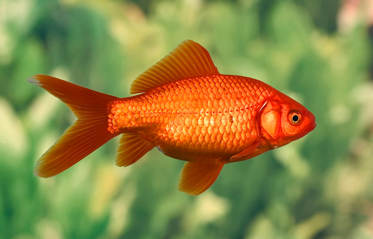 Аквариумная золотая рыбка: содержание и уход 2 золотая рыбка