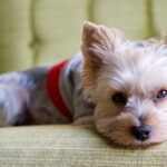 Как приучить собаку оставаться дома одной 11 бультерьер