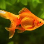 Аквариумная золотая рыбка: содержание и уход 32