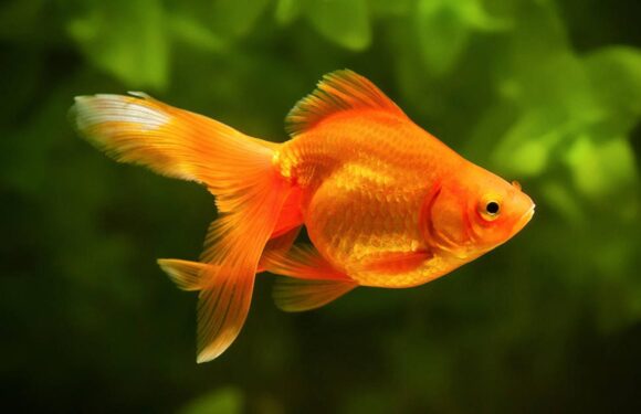 Аквариумная золотая рыбка: содержание и уход