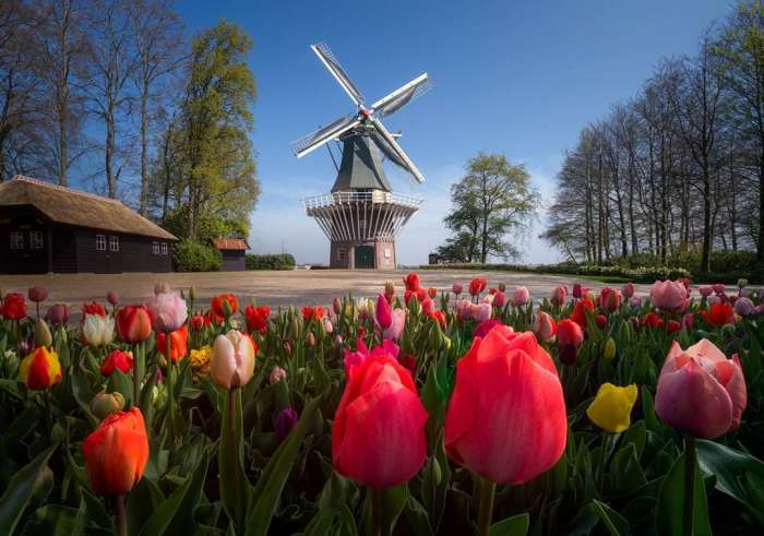 Нидерландский парк цветов Кёкенхоф: поля тюльпанов 7
