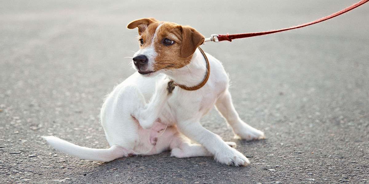 Ушной и подкожный клещ у собак: защитите питомца! 4 клещ у собак