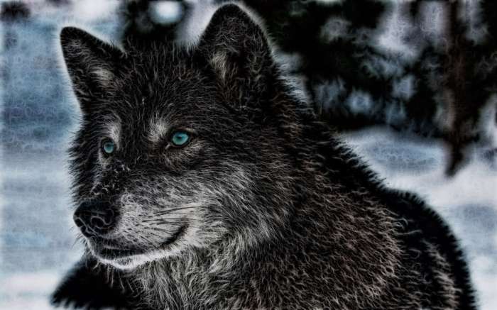 Арты: Черный волк (51 фото) 12