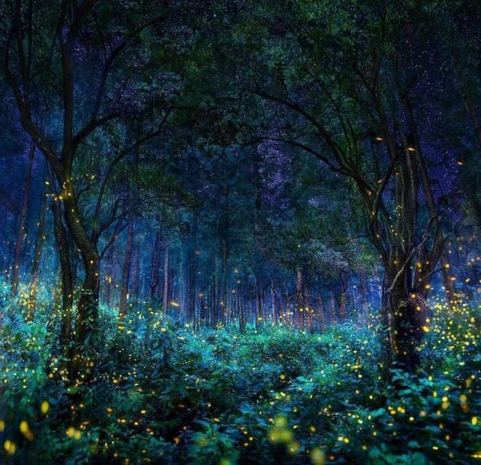 Арты: Ночной лес (45 фото) 3