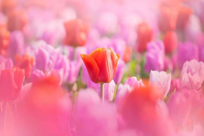 Нидерландский парк цветов Кёкенхоф: поля тюльпанов 3