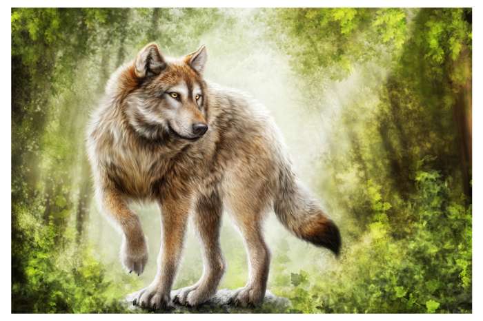 Картинки Волк (57 рисунков) 45