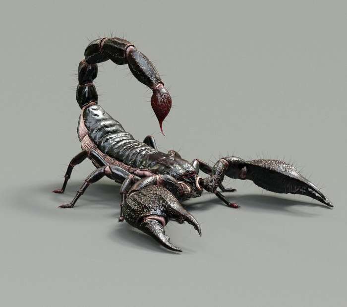 Скорпион - шикарные картинки на тему (50 фото) 20 скорпион