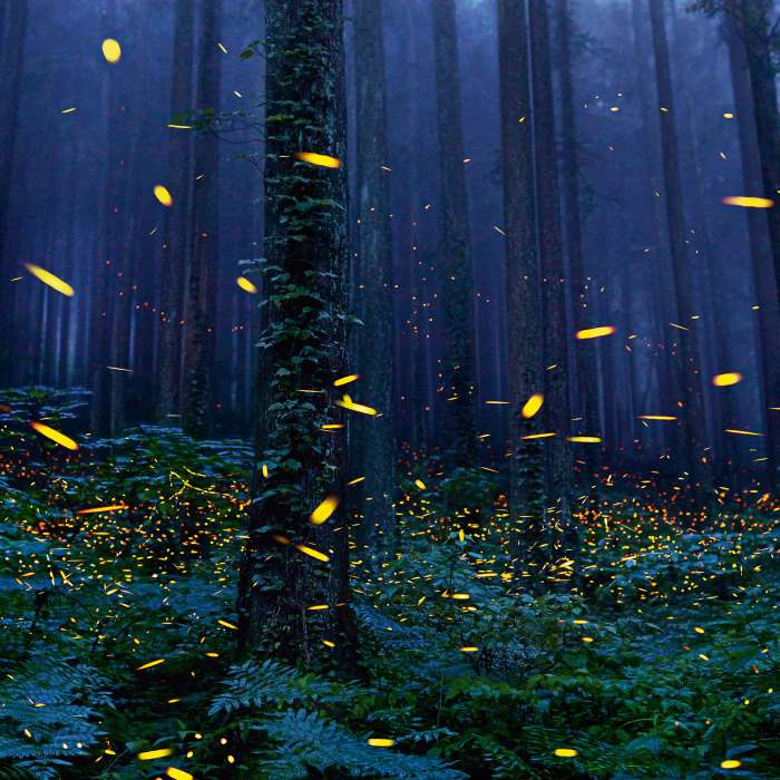 Арты: Светлячки в лесу (64 фото) 61