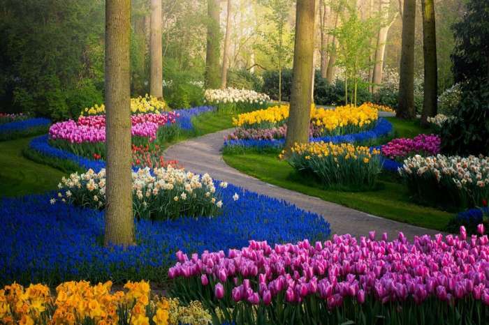 Нидерландский парк цветов Кёкенхоф: поля тюльпанов 2