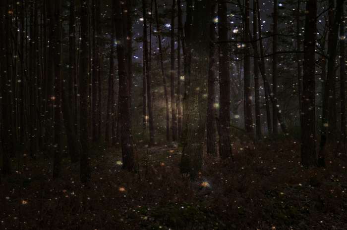 Арты: Светлячки в лесу (64 фото) 38