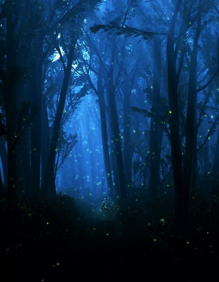 Ночной лес (45 фото)