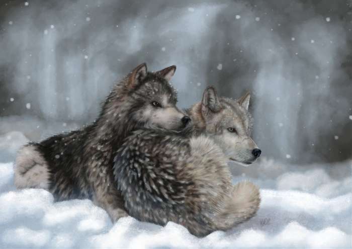 Картинки Волк (57 рисунков) 49