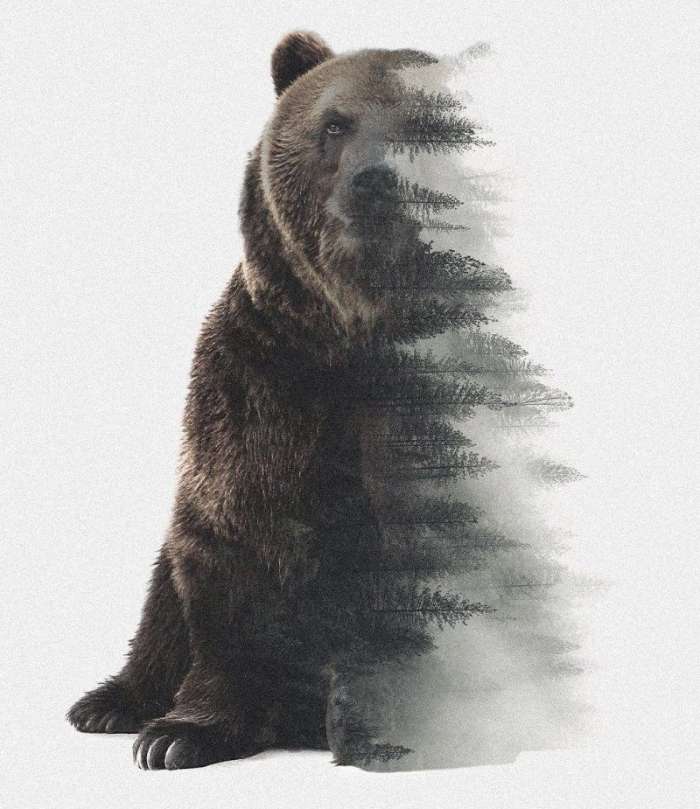 Арты: Медведь (54 фото) 30