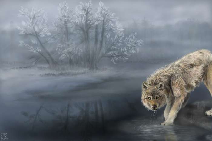 Картинки Волк (57 рисунков) 43