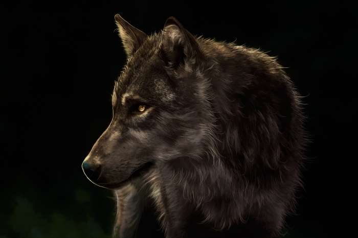 Арты: Черный волк (51 фото) 36