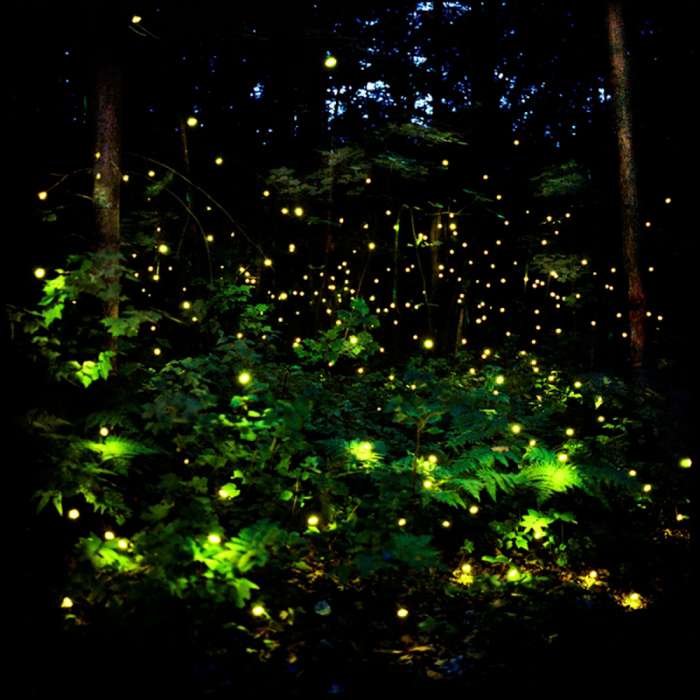 Арты: Светлячки в лесу (64 фото) 40
