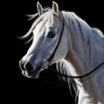 Лошадь: красивые арты и картинки (52 фото) 126 тату
