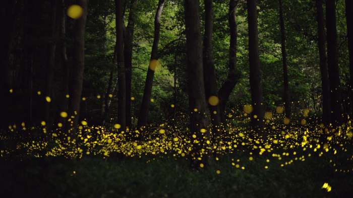 Арты: Светлячки в лесу (64 фото) 29