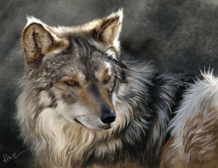 Картинки Волк (57 рисунков) 6