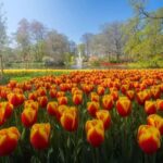 Нидерландский парк цветов Кёкенхоф: поля тюльпанов 36