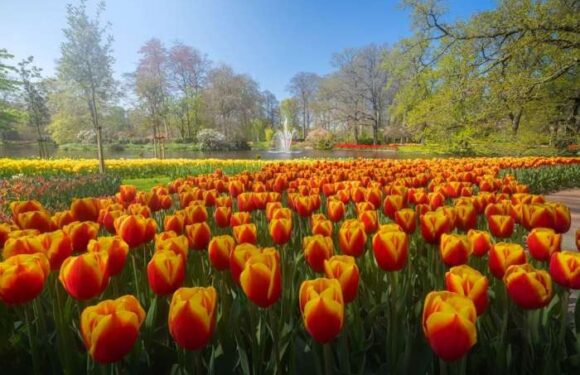 Нидерландский парк цветов Кёкенхоф: поля тюльпанов