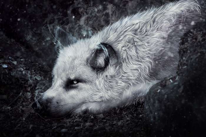 Картинки Волк (57 рисунков) 29