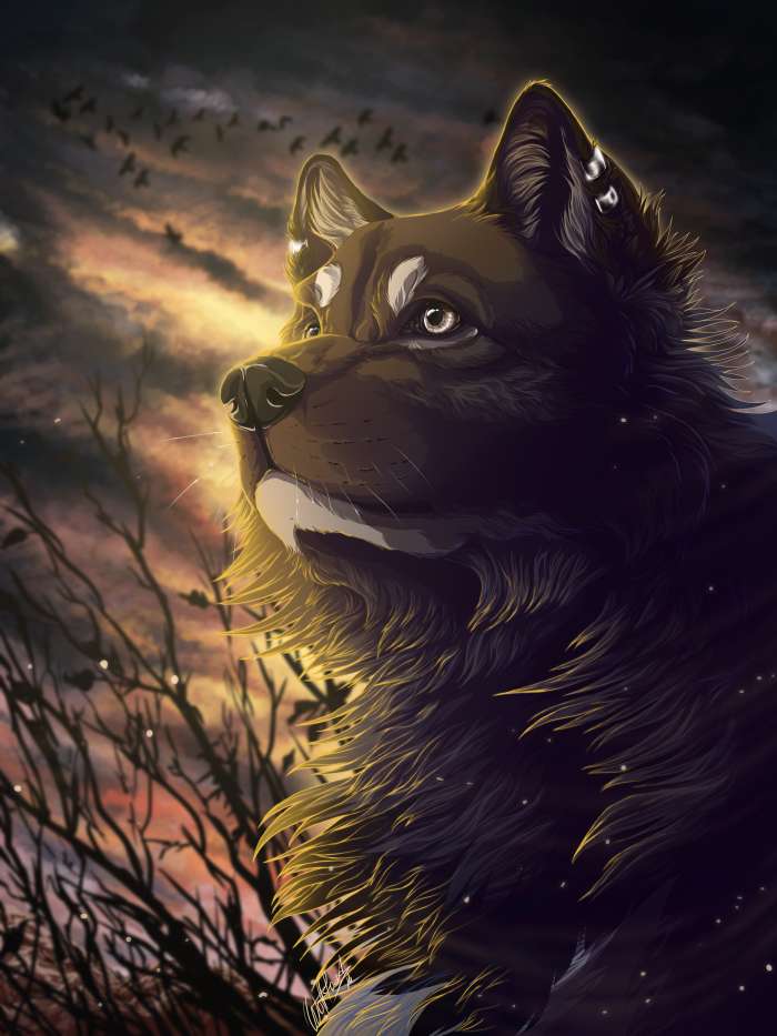 Картинки Волк (57 рисунков) 8