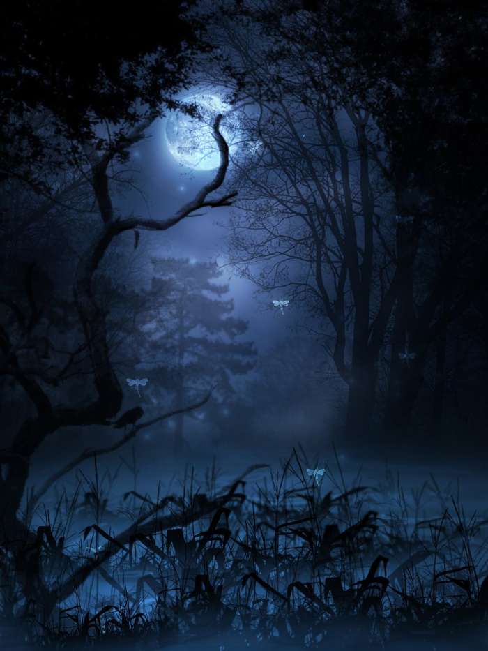 Арты: Ночной лес (45 фото) 2