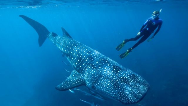 Китовая акула: интересные факты из глубины 1