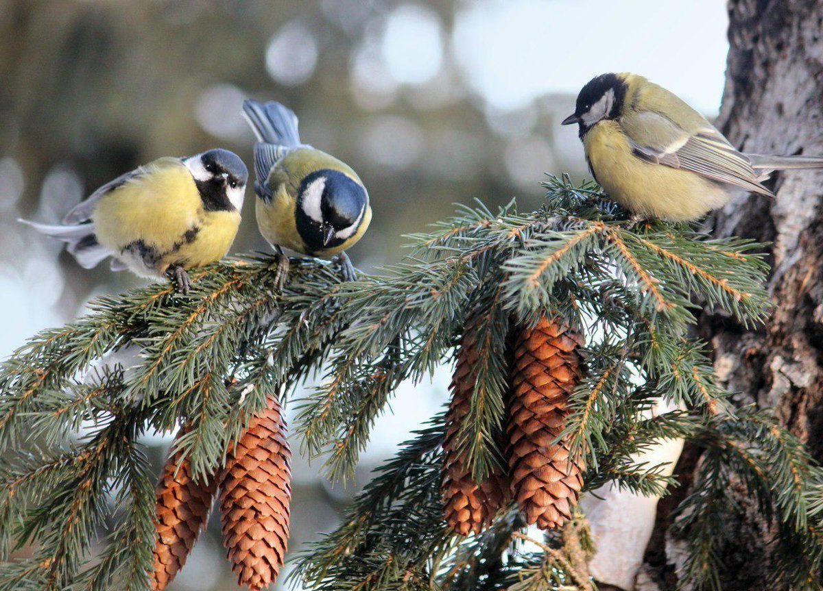 ФОТО: Зимующие птицы 10