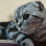 ФОТО: Шотландские коты 16 тату