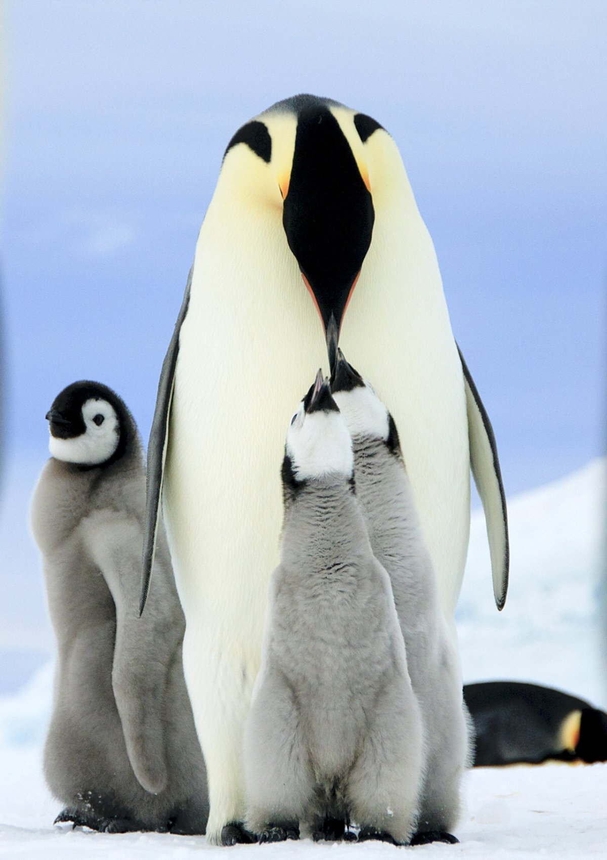 ФОТО: Три пингвина 2