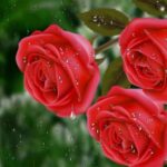 Розы с каплями росы на них (69 фото) 72