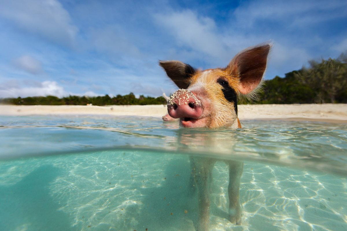 ФОТО: Свиньи на пляже Багамы 10