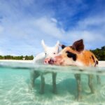 Свиньи на пляже Багамы 14 беларусь