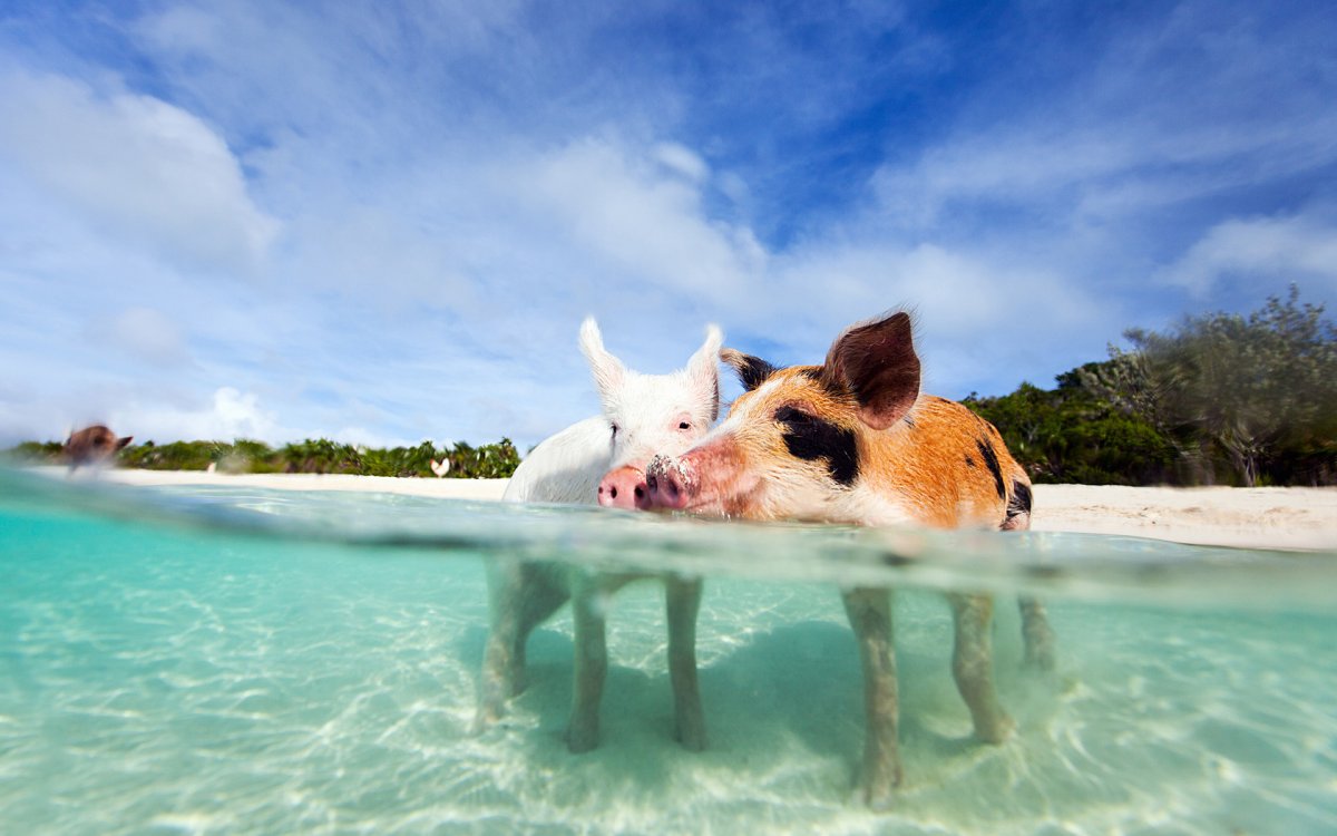ФОТО: Свиньи на пляже Багамы 1