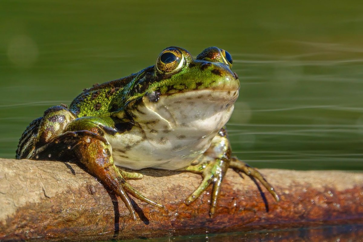 ФОТО: Земляная жаба 7