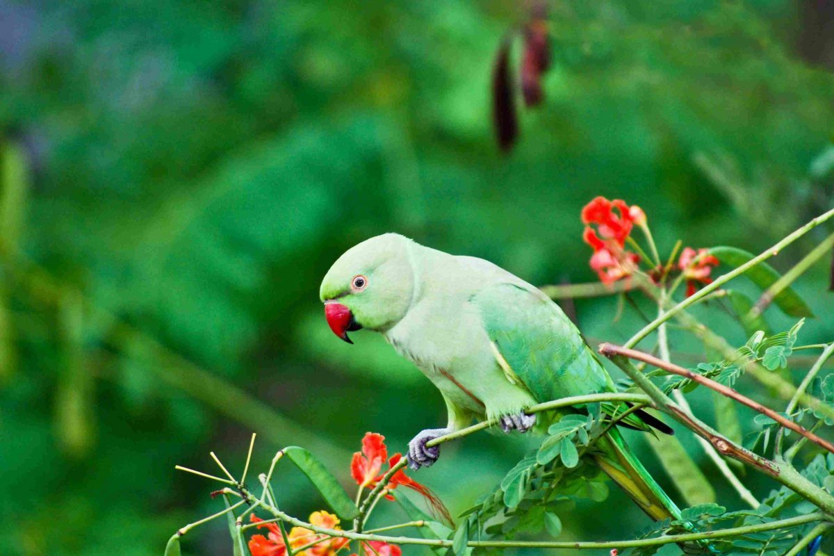 ФОТО: Ожереловый попугай 10